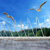 Image of 10x 50cm Bird Spikes PP base Pigeon Gull Starling