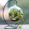 Image of Hanging Glass Ball Vase Flower Planter Pot Terrarium Container Home Garden Decor