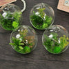Image of Hanging Glass Ball Vase Flower Planter Pot Terrarium Container Home Garden Decor