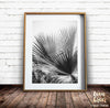 Image of Black and White Palm Tree Print, Tropical Print, Palm Tree Print, Palm Leaves, Fan Palm, Black and White Photo, Leaves Print, Printable Art