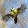 Image of 10x10M 8 GSM Commercial Fruit Tree Plant Knitted Anti Bird Netting Pest Net
