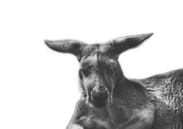Kangaroo print, digital download, black and white photo, wildlife print, Kangaroo poster, printable wall art, instant download